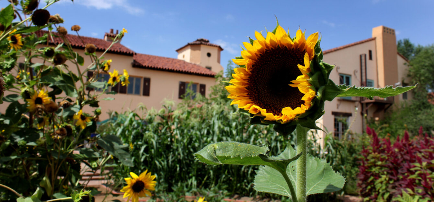 La Posada Garden photo with sunflower and hotel in background